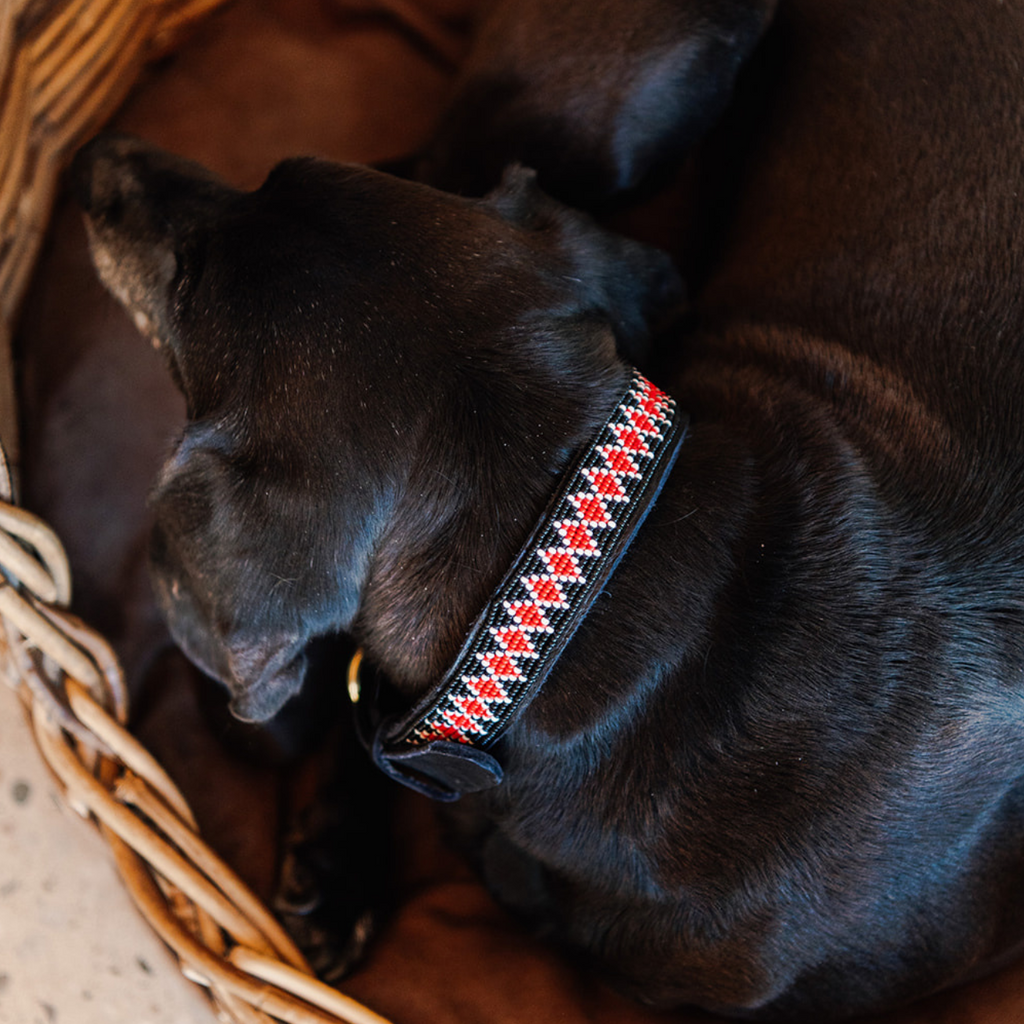 Dog Collar . colourful Maasai beaded . leather, brass and beads .